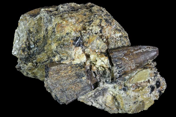 Deinosuchus Tooth In Situ - Aguja Formation, Texas #88777